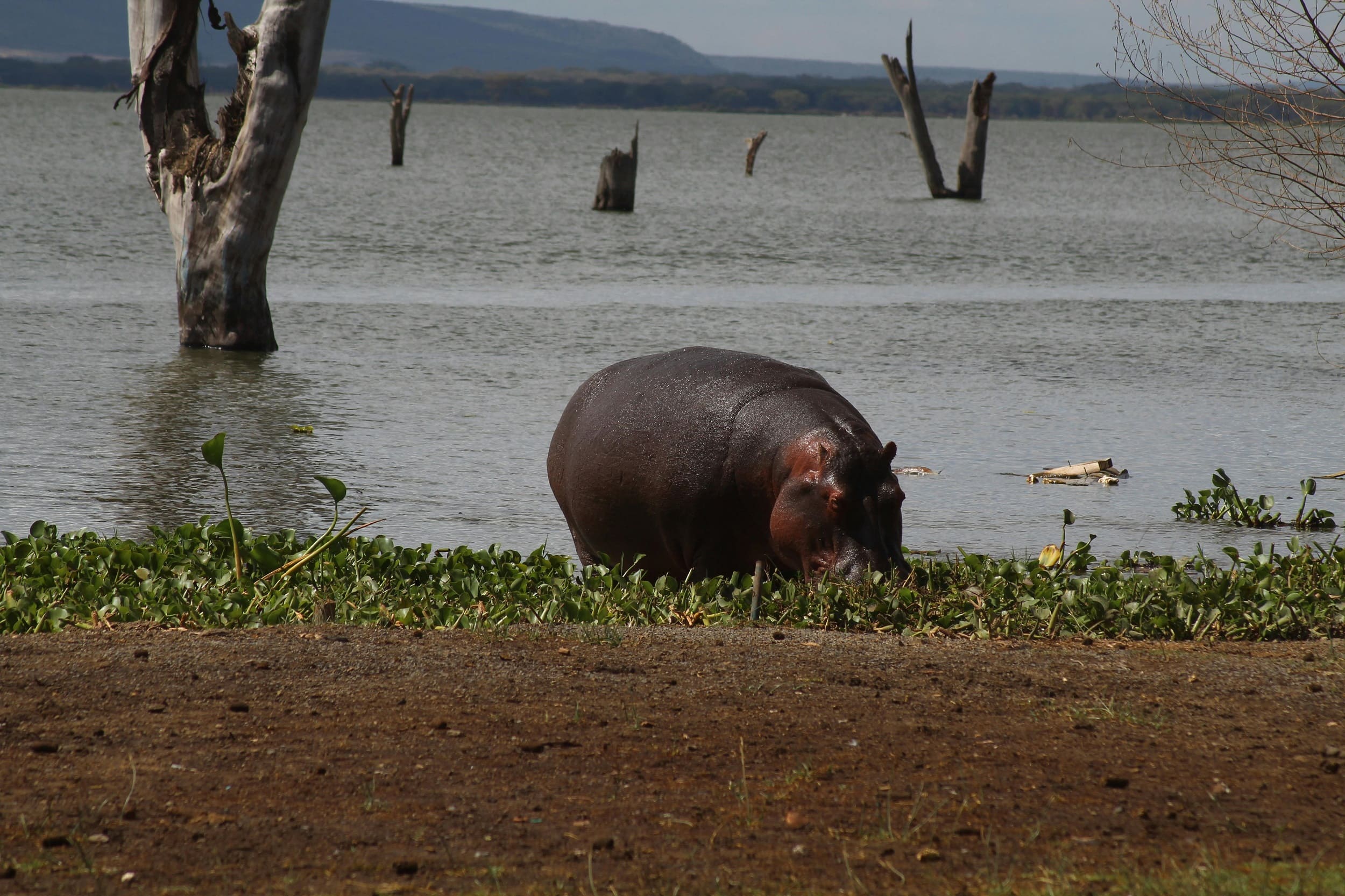 EXPERIENCE LAKE NAIVASHA